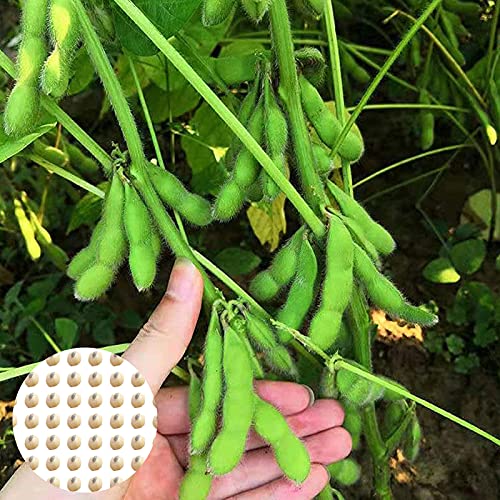 strimusimak 100 unids semillas vegetales deliciosos edamame semillas de frijol altas germinación semillas vegetales jardín semillas semillas Semillas Cover