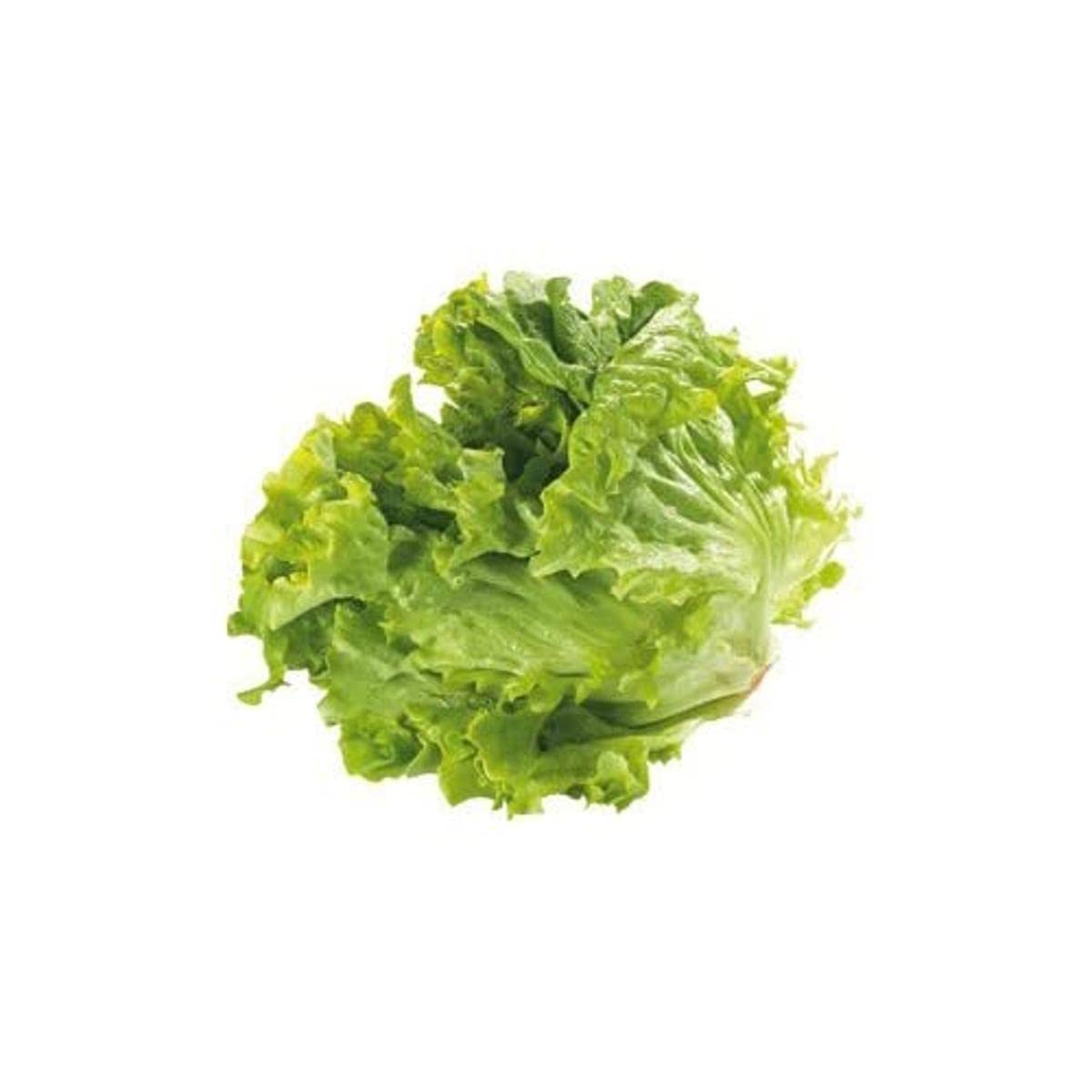 Lechuga del país