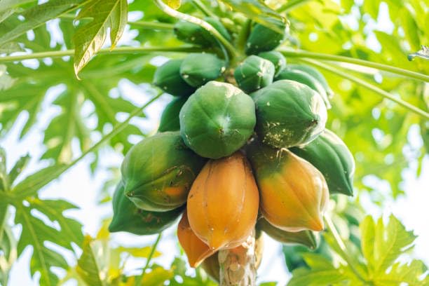 papaya seeds for planting Pack Of 750-image-26