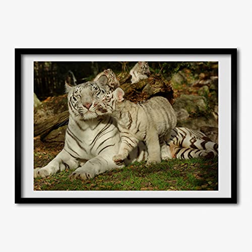 Tableau moderne Tigres Tulup cadre en bois 70x50 cm pour salon élégant