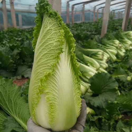 Comprar plantas de col china Semillas de hortalizas, decoración jardín exterior, col china plantas verdes interior hortalizas, semillas para bancales elevados jardín perennes 300pcs
