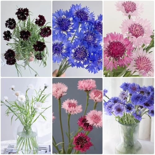 Semillas de aciano - Variedades antiguas Centaurea cyanus - de balcón perennes resistentes de semillas resistentes para el jardín 200pcs