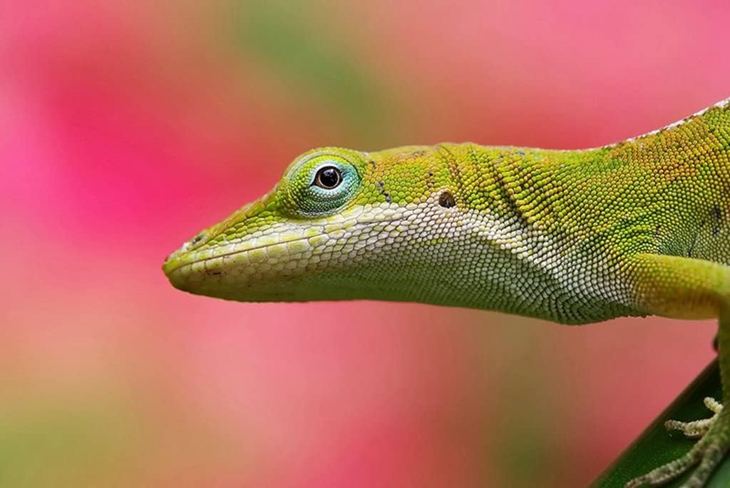 A3 ポスター トカゲの背景色ピンク 日本限定 4x297mm 写真の壁の装飾 キャンバスフォトアートプリントポスター