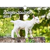 Ziegenzauber DIN A4 Kalender für 2022 Ziegen und Zicklein - Seelenzauber