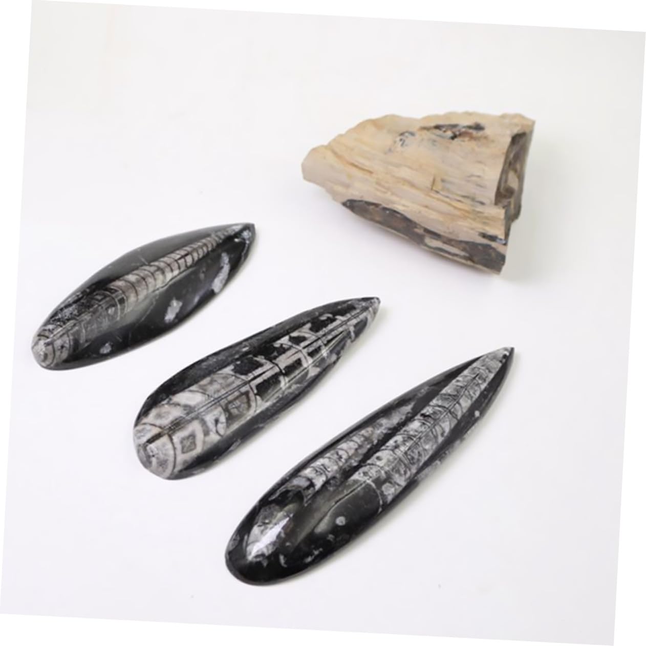 ORFOFE Especimen Paleontológico Orthoceras Natural Mineral Decorativo para Enseñanza Científica y Colección Educativa Grande Fósil Auténtico para Laboratorio y Exhibición