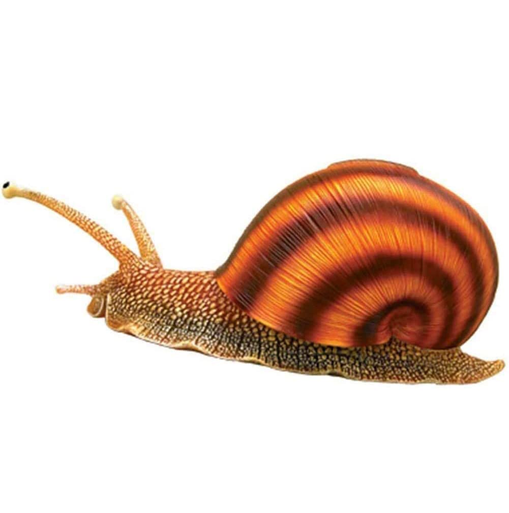 Modèle De Squelette D'escargot Anatomique, 32 Organes Et Pièces Détachables 4D, Modèle Éducatif Animal pour La Biologie, pour L'école