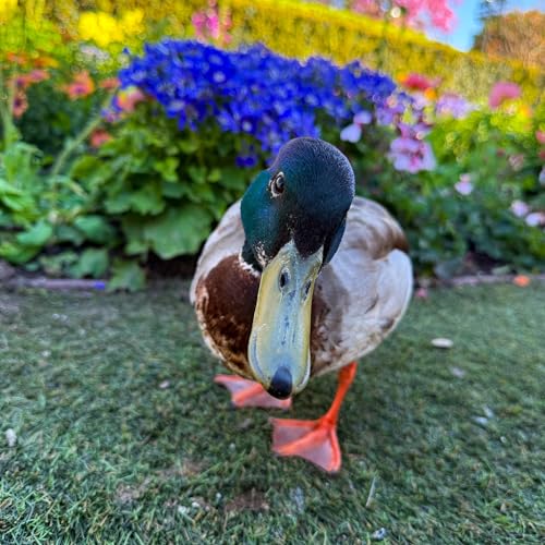 Disneyland Ducks Wind-down with Host Michelle