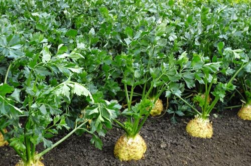 TomorrowSeeds - Giant Prague Celeriac Seeds - 1500+ Count - for 2026 Planting Apium Graveolens Knob Celery Root Crown Turnip Diamant Non-GMO Heirloom Vegetable Grow Your Own Home Farm Patio Healthy