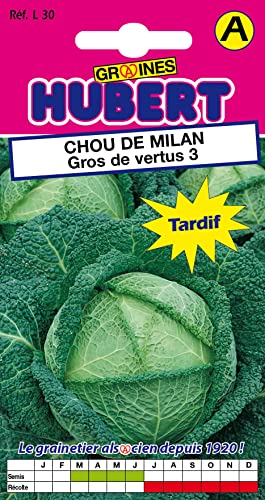 Graines de Chou de Milan Gros de vertus 3 - Spécial Choucroute - 2 grammes