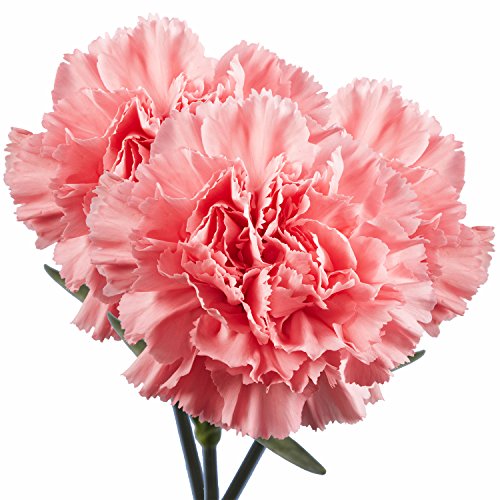 100 Pink Carnations- Fresh Cut Flowers- Beautiful Gift #TOP1
