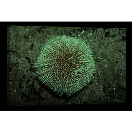 Tableau phosphorescent nature poétique pour sublimer vos nuits - 2
