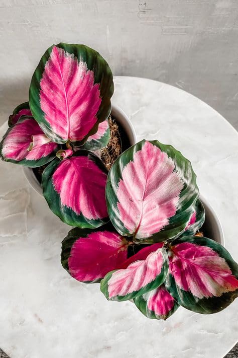 Calathea Pale Rosy 4” – Live Indoor Plant | Pink-Toned Foliage, Pet-Friendly Houseplant | Easy Care Tropical Plant for Low-Light Spaces – ISHY PLANT