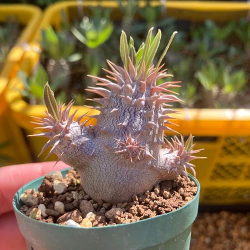 観葉植物 グラキリス パキポディウム 実生」の人気商品一覧 | 安い商品
