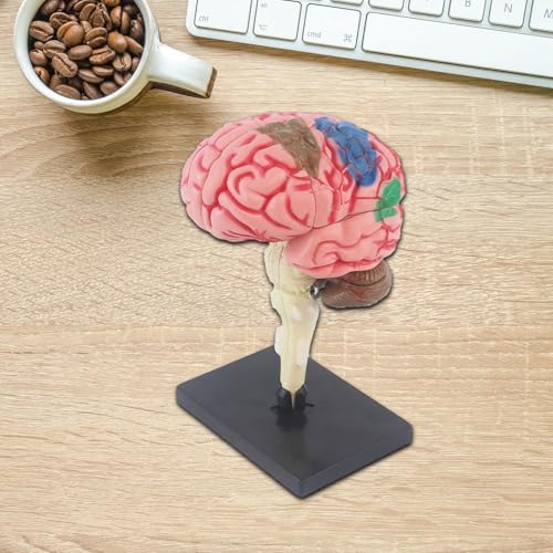 simhoa Modelo de cérebro humano 4D desmontado anatomicamente modelo de mesa figura para estudo