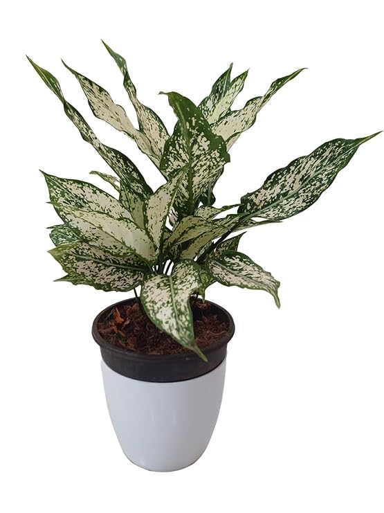Sugram Plants Aglaonema Snow White Plant | Indoor Live Plant | Multistem Bushy Evergreen Foliage Plant With .5.5"inch Pot | Balcony Decor, indoor plants for living room (B0CPQW93TB) Amazon Price History, Amazon Price Tracker