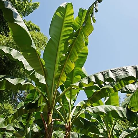 YouGarden Large Leaf Hardy Banana Plant Cover