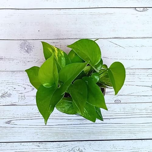 Image of Live Money Plant Indoor Plants with Decorative Pot Plants for Living Room, Balcony, Office And Garden (3Inch Pot, White) [Money Plant]