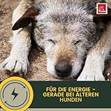 Multi Vitamin B Komplex Hund 100 ml – Hochdosierte Vitamine für Hunde mit Vitamin A D3 E B1 B2 B6 B12 C Folsäure Zink Selen – Vitalität für Welpen & Senior – Immunsystem stärken Hund Vitamin Liquid
