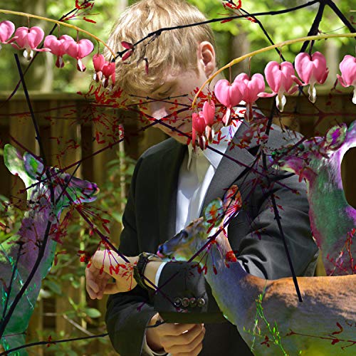 jade plant jade plant