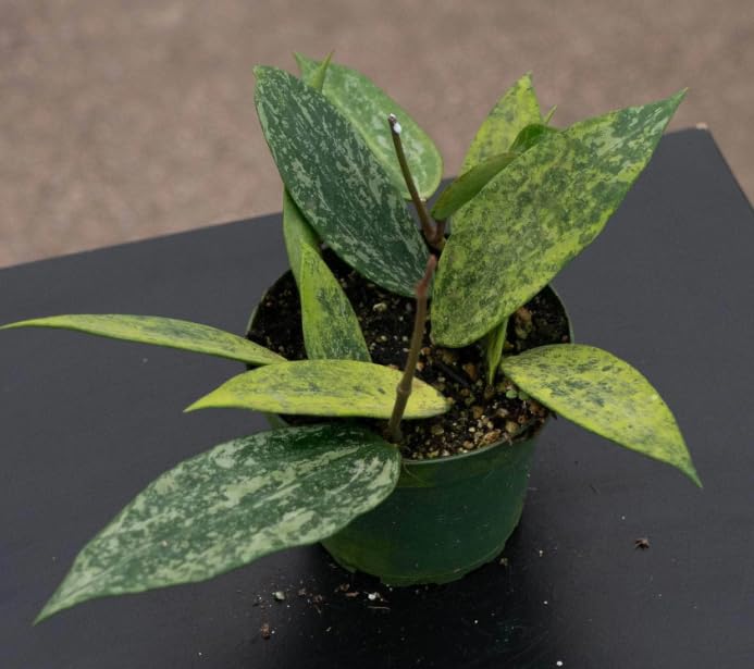 Rare Indoor House Plant - Hoya Rangsang Trailing Climbing - in 10 cm Pot