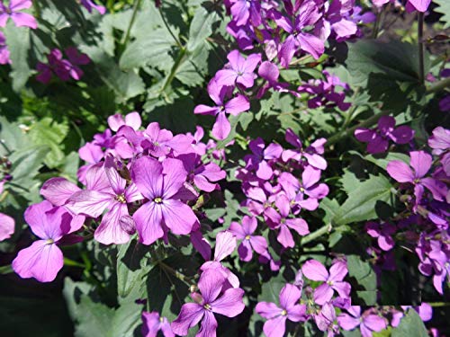 Seeds4Planting - Seeds Silver Dollar Money Plant (Lunaria Biennis) Biennial Flowers Non Gmo #TOP1