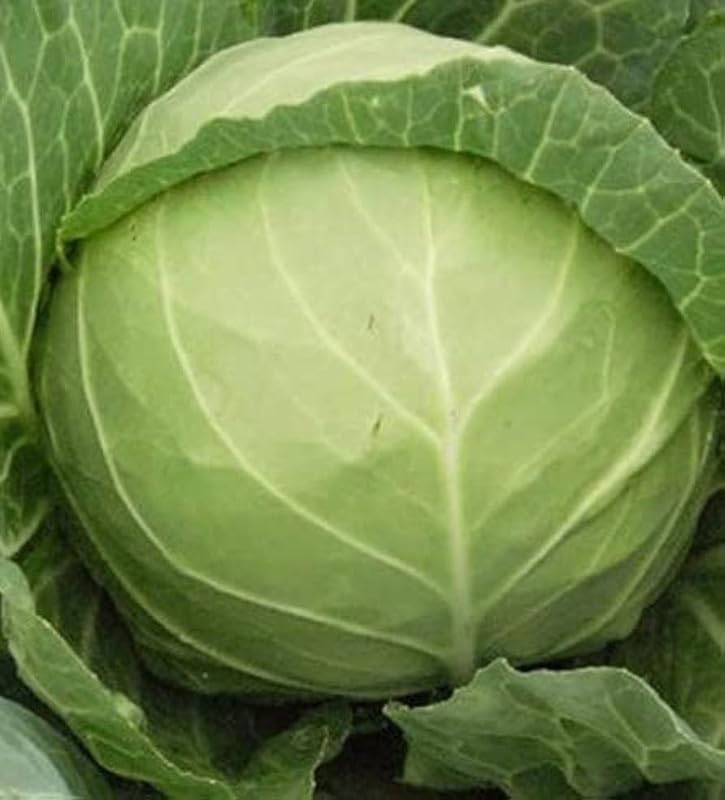 Organic cabbage seeds | Winter Season Seeds Pack of 11-image-22