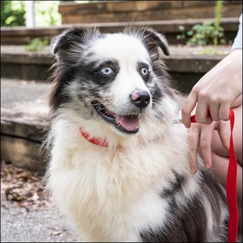 Country Brook Petz 25+ Hundehalsband aus Nylon, mit Schnellverschluss-Schnalle, starke Beschläge, hergestellt in den USA (klein, 1,9 cm breit, hellrot)-3
