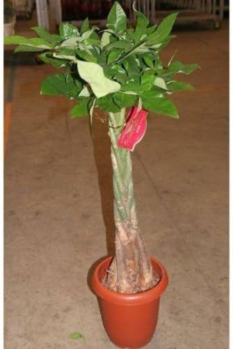 Amazon パキラ アクアティカ ネジリ 8号 Vivace 観葉植物 通販