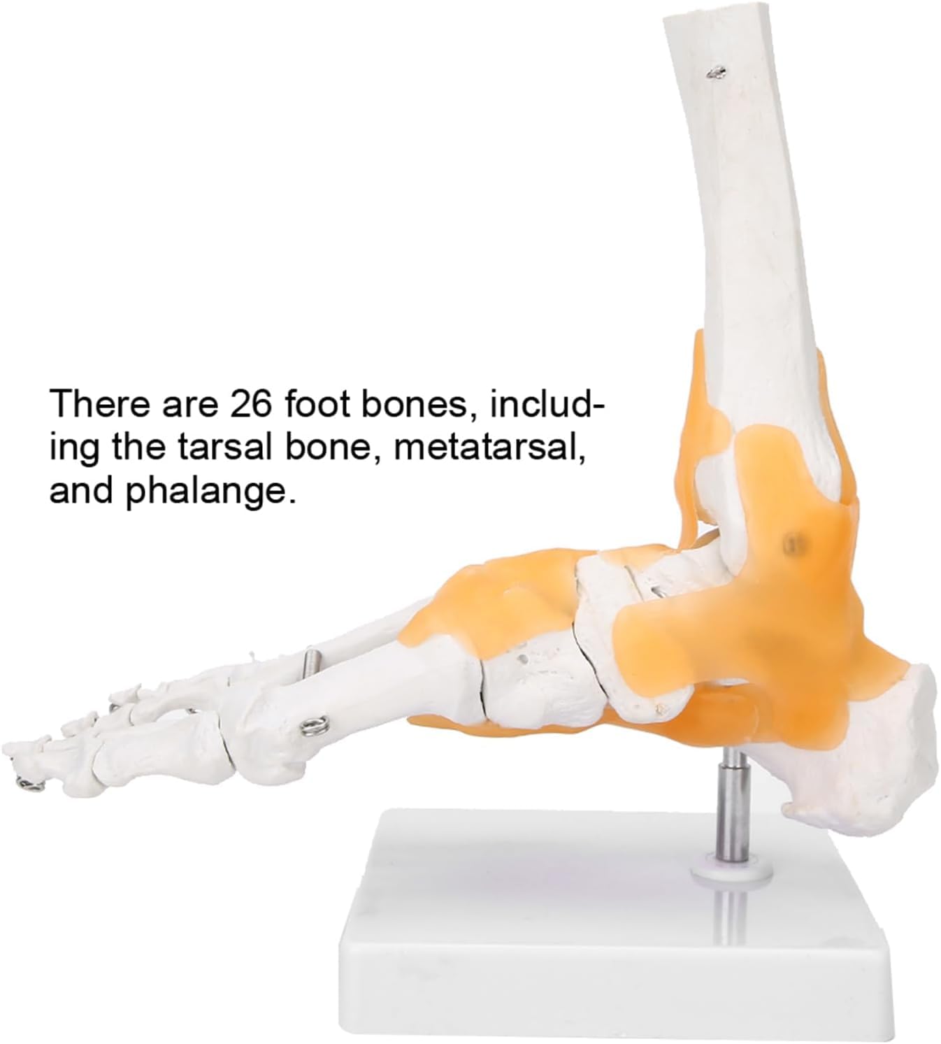 Modelo de pie anatómico humano de tamaño natural – Modelo de esqueleto de pie con ligamentos flexibles for estudio educativo de anatomía