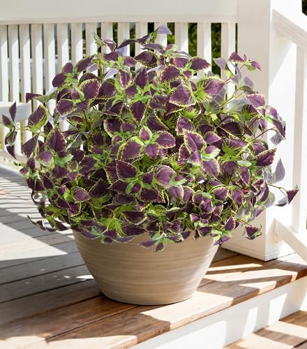 florisso Artificial Greenery Plants Outdoor, Faux Coleus Plants UV Resistant Silk Plants with Stems, Fake Plants for Outside Garden Patio Hanging Planter Pathway Front Porch Decoration(Brown)