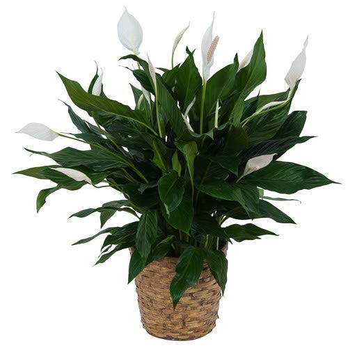 Krishta Nursery Peace Lily Plant with Self Watering Pot - Spathiphyllum Plant,Green(KN-Peace Lily)