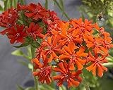 Seeds & Plants Shop by Ipsa