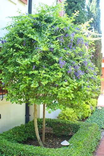 Duranta erecta Golden Dew Drop standard or braid