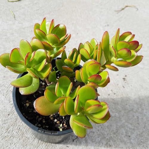 Image of Live Jade Plant with Pot | Good Luck Feng Shui Money Succulent Plant | Low Maintenance Indoor Outdoor Air Purifying Plant for Home Living Room Office Desk Decor | Pack of 2