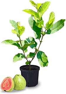 Pink Guava Tree Plant Live Large Guava Fruit Tree Live Plant for Planting Outdoors 8-12 Inch Tall