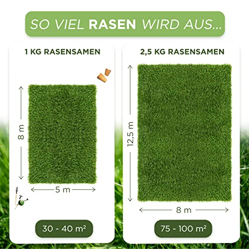 Foto von Rasensamen schnellkeimend Herbst 2,5kg = 75-100m² Grassamen Rasensaat Rasen Nachsaat Rasensamen Nachsaat Rasennachsaat Trockenrasen & Turbo Regeneration für dichte Grasnarbe