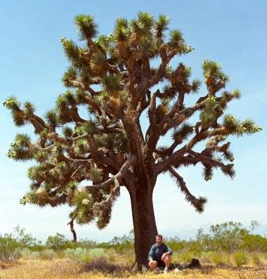 Amazon.co.jp: 【種子】Yucca Brevifolia ◇ユッカ・ブレビフォリア