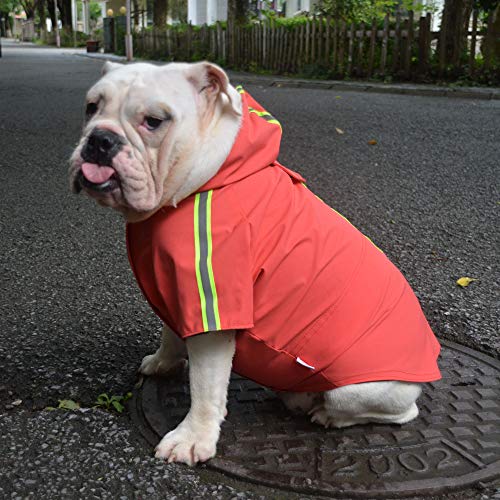 Best Jacket for English Bulldog Stay Warm and Stylish with These Top