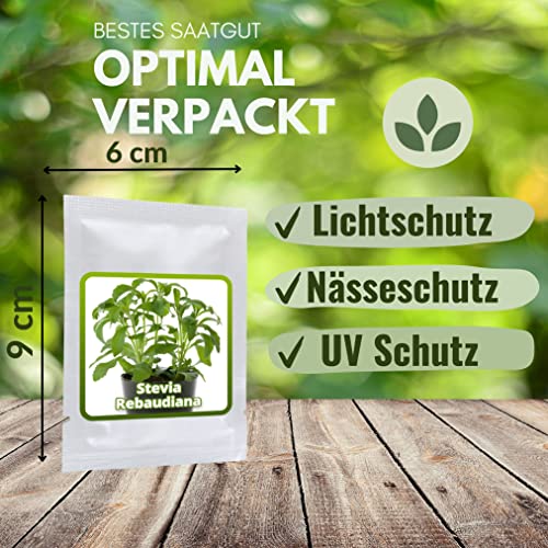 STEVIA SAMEN ca. 100 Stück/Pack - Süßkraut/Honigkraut