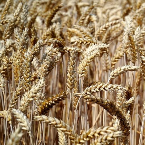 Den Herrn der Ernte bitten um Evangelisten und Heilungsgaben