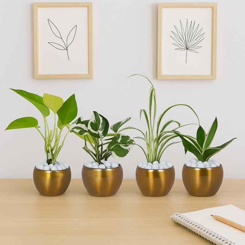 Amulya FARMS Combo Indoor Plants – Money Plant Njoy, Money Plant Golden, Snake Plant Silver Hahnii & Spider Plant in Golden Metal Pots | Rare Air Purifying Succulent Plants for Home Décor & Office