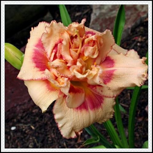 Rizoma di emerocallide, crescita vigorosa, mescolato con incisioni in oro e giada, sensazione eccellente。【Hcxgrtiu】-5 Rizoma-D