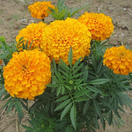 African Marigold Discovery Seeds - Vibrant and Easy-to-Grow Garden Blooms - 50 Seeds. Produce Large, Eye-catching Flowers in a Spectrum of Colors Including Yellow, Orange.