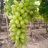FáCil De Mantener Uva Rara Crea RáPidamente Un Hermoso JardíN-2bulbo-H