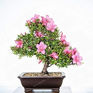 Generic 100 PCS Rare Bonsai Azalea Bonsai vivace Fleur Bonsai Belles Plantes Fleur Couverture Fleur Bonsai bricolage plante jardin: 14: Only seeds