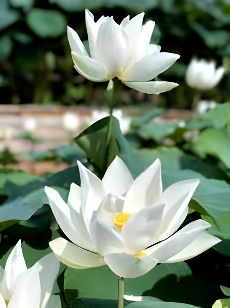 Beautiful Ultimated Thousand Petal "White Lotus" Live plant (Tuber/Root) Orginal Variety Guarante Blooming with in 30 Days big hybrid water lily.
