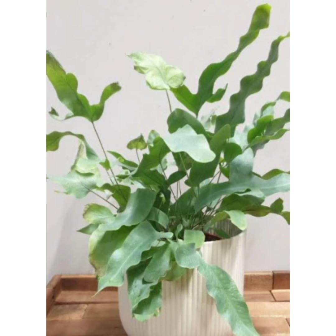 buy monstera deliciosa melbourne Monstera Deliciosa  Indoor Plant
