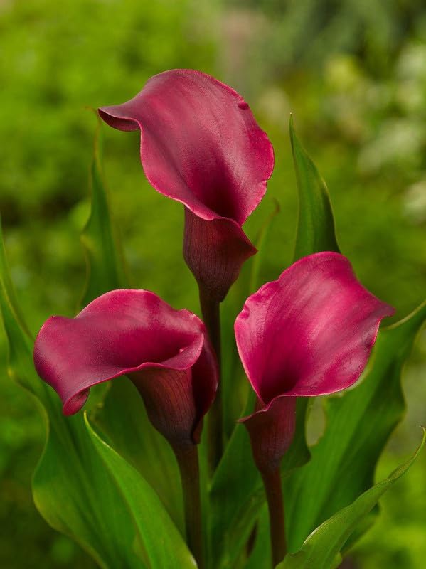 Radha Krishna Agriculture® Calla lily imported flowers bulbs for Your Garden | Dark pink color Calla lily Flowering Plants Bulbs | all season Flowering bulb for Planters pack of 1 bulb