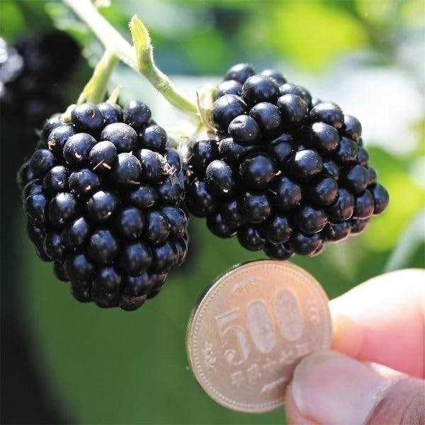 Amazon.co.jp: 果樹苗 ブラックベリー あみ 1株 / 国華園 25年春商品