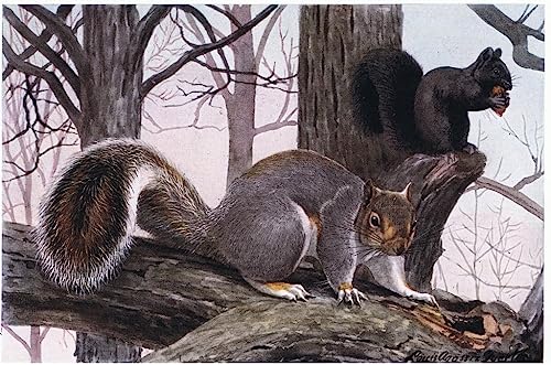 Tableaux Graffiti Art Mural pour Murs Vides - Peinture Poster Écureuil Gris par Fuertes 60x90cm